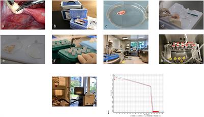 Frontiers Editorial Fertility Preservation In The Pediatric And